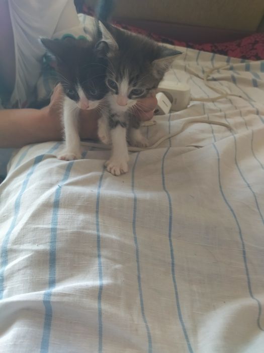 Отдам в хорошие руки котят