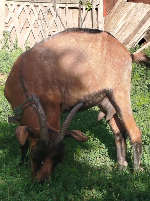 Продам,Дойная коза