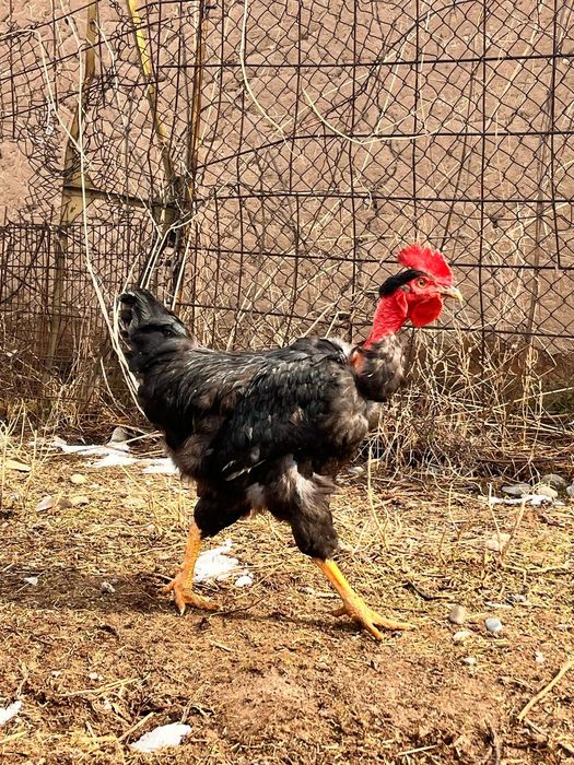 Қораз сатылады  Тараз қаласы Көктал ауылында тұр