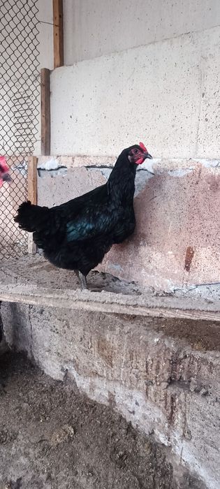 Инкубатор учун кора шахзода тухумлари сотилади