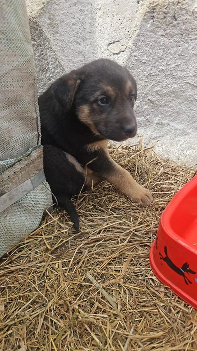 Щенок ищет дом. Будет не большим