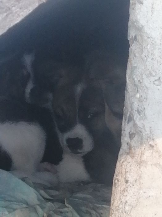 Щенята! Охотничий тьрьер!девочки, и мальчики.