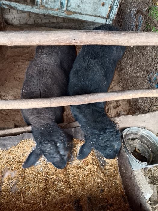 Qoʻchqorlar sotiladi soni ikkita yem yeb turganidan