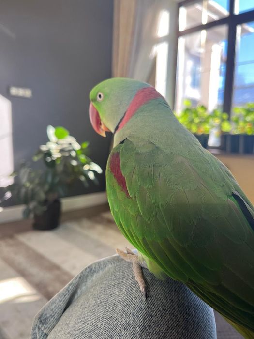 Александрийский Попугай Арчи