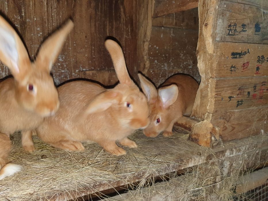 Породистые кролики