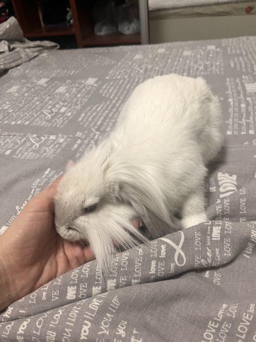 Продам Милую девочку Лоллу