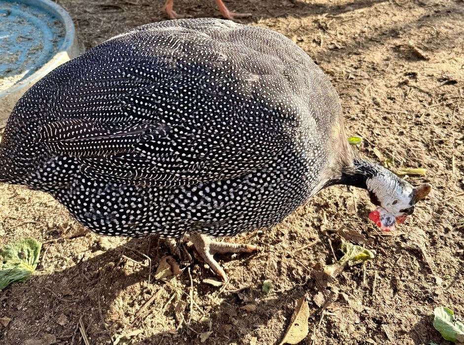 Schimb următoarele păsări cu găini tinere  de țară