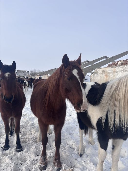 Сельхоз животные