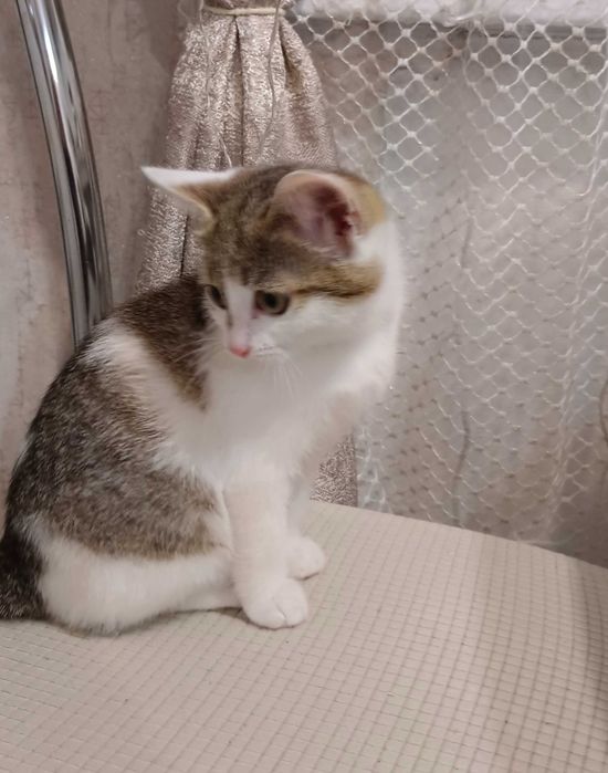 Отдам красивого котенка