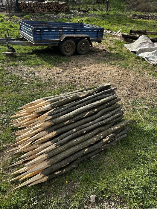 Vând parii fasole si rosii