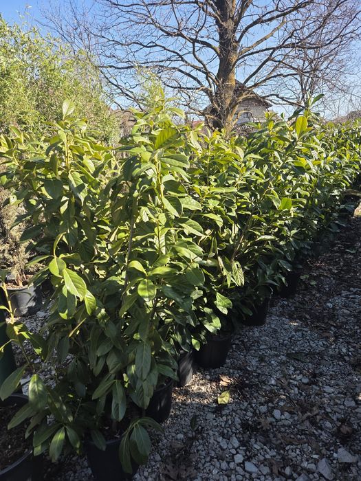 Laur englezesc  leylandii chiparos pentru gard viu