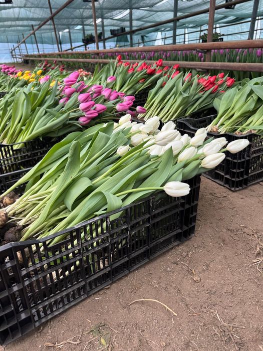 Тюльпаны предзаказ