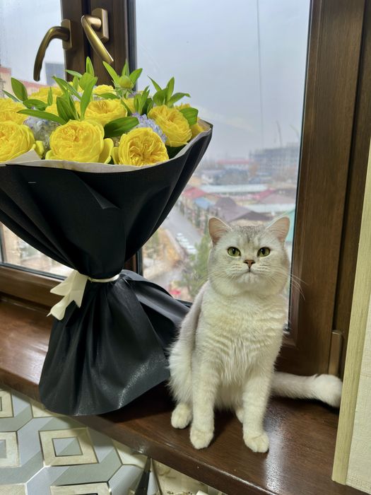 Silver shinshilla mushugimiz vyazkaga tayyor