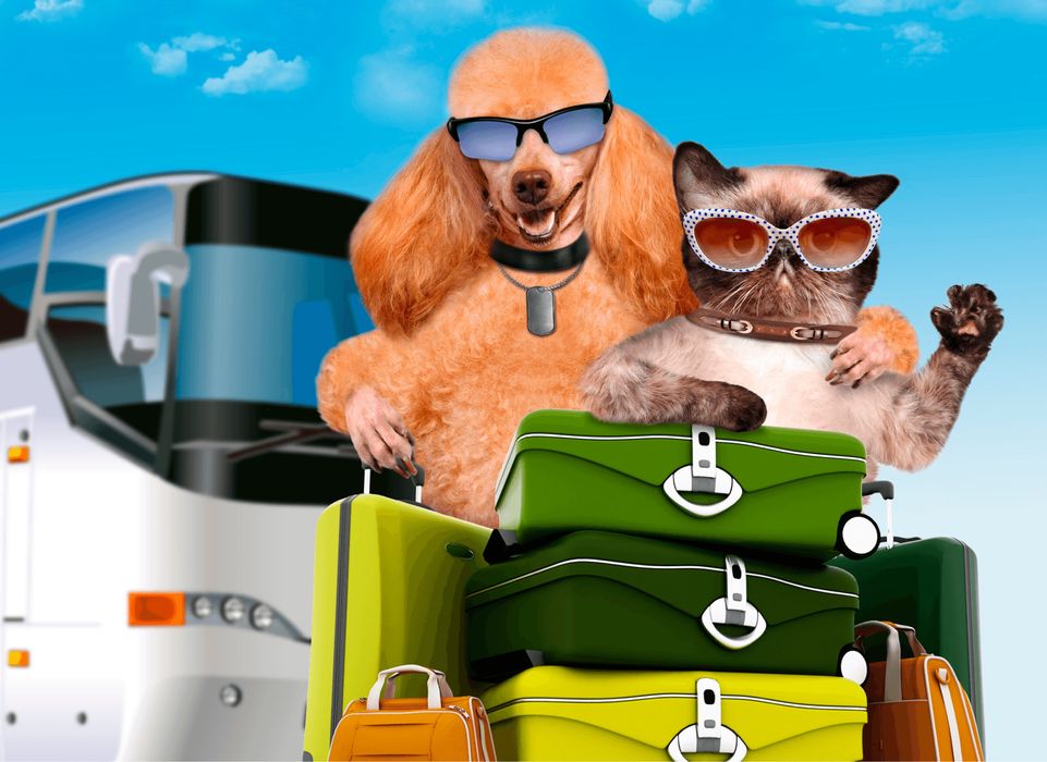 Перевозка животных - Услуги для животных Алматы на Olx