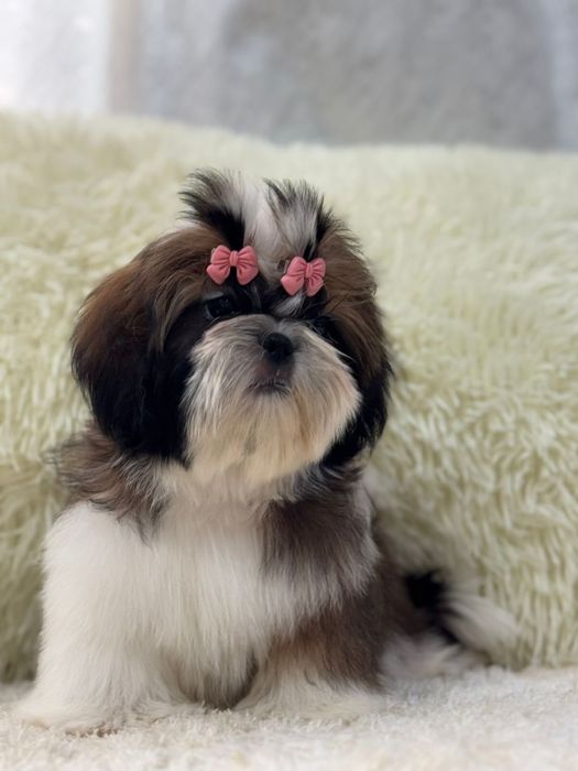 Шикарные щеночки ши-тцу