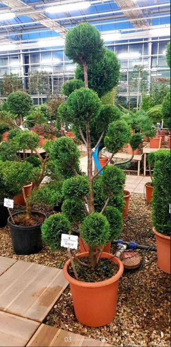 Plante Veșnic Verzi de Elită – Direct din Cultură