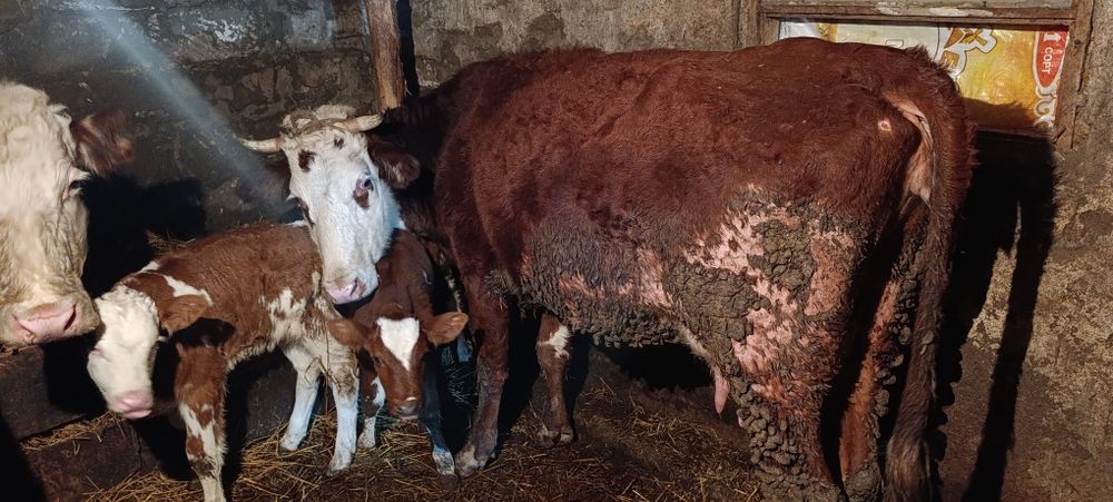 Телята вместе с коровами