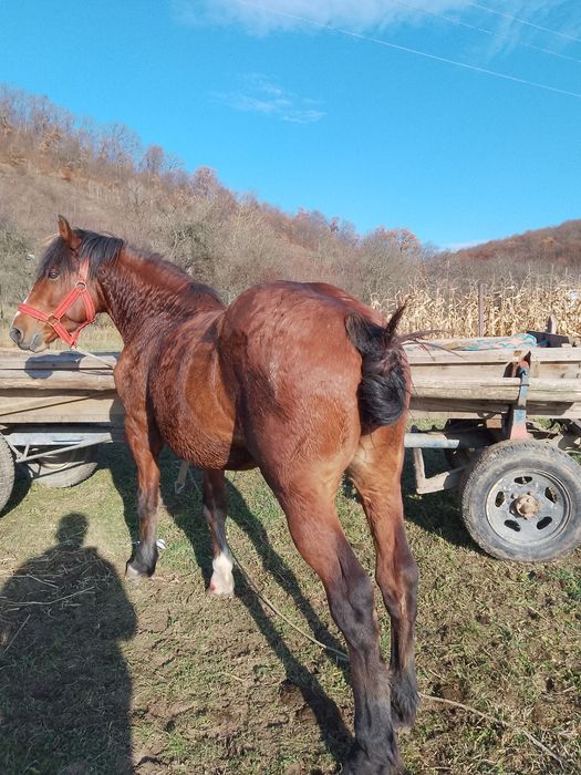 Vând sau schimb armăsar de 4 ani