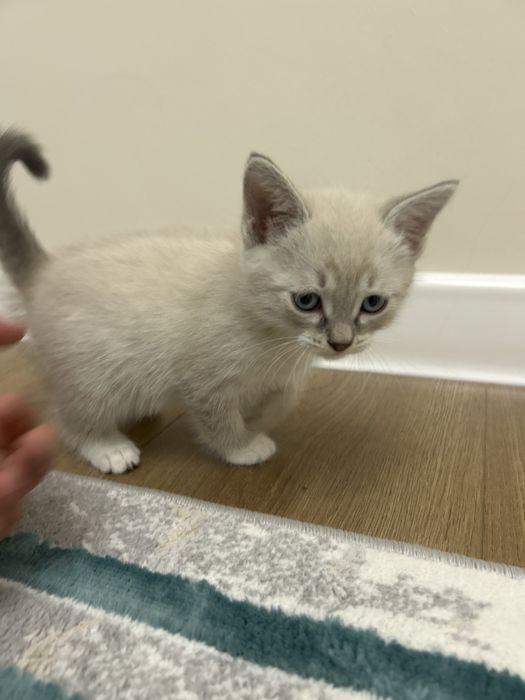 Голубоглазый котёнок с лотком и наполнителем в комплекте!