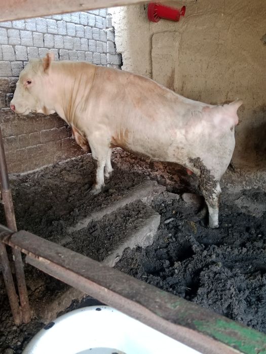 Зотор букалар сони 2та: 145 000 000 so’m