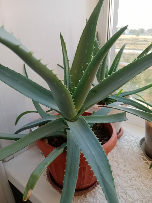 Продам алоэ Вера.