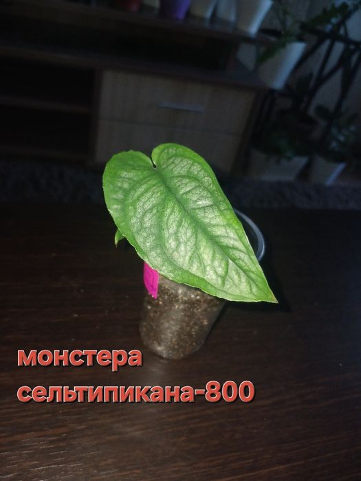 Комнатные цветы, в наличи