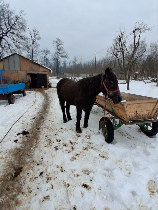 Vând cal garantat de tras