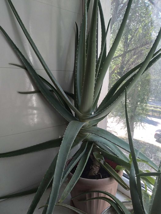 Алое Вера , столетник