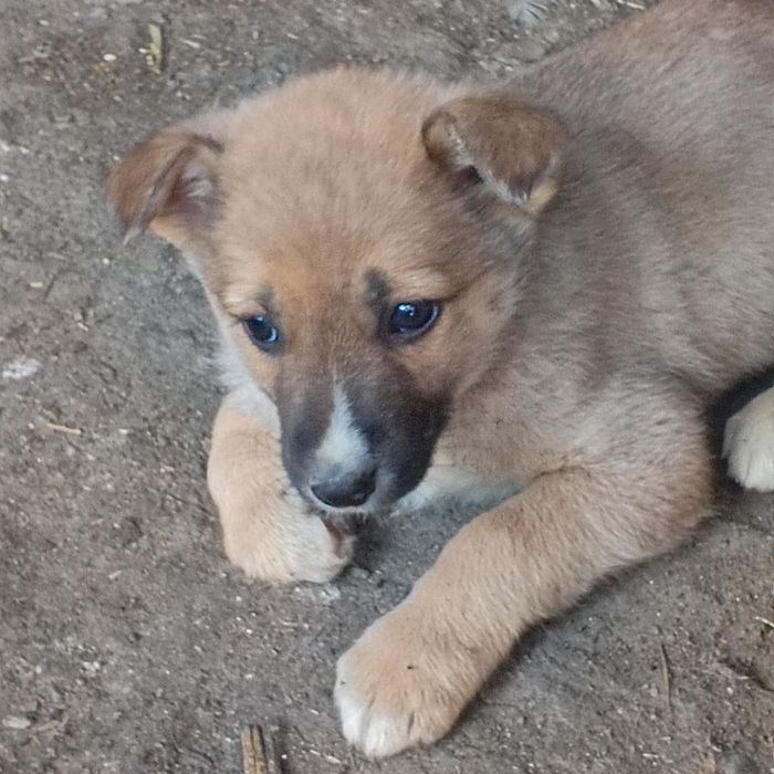 Продам злая для охраны дома щенок девочка