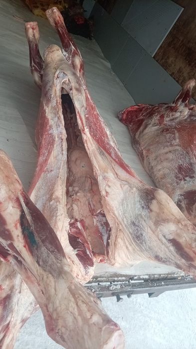 Семіз Тайыншалар