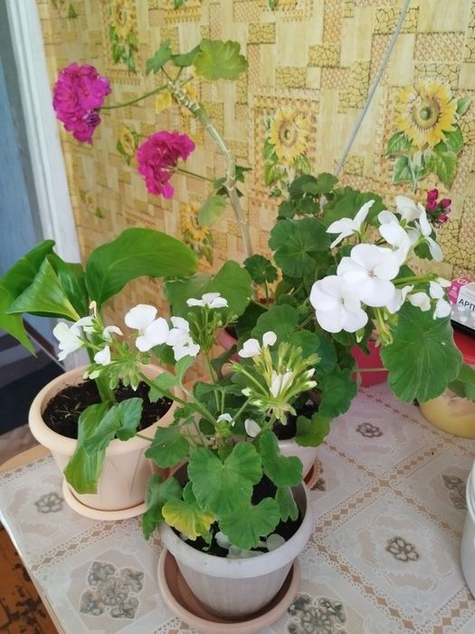 Продам  женское счастье