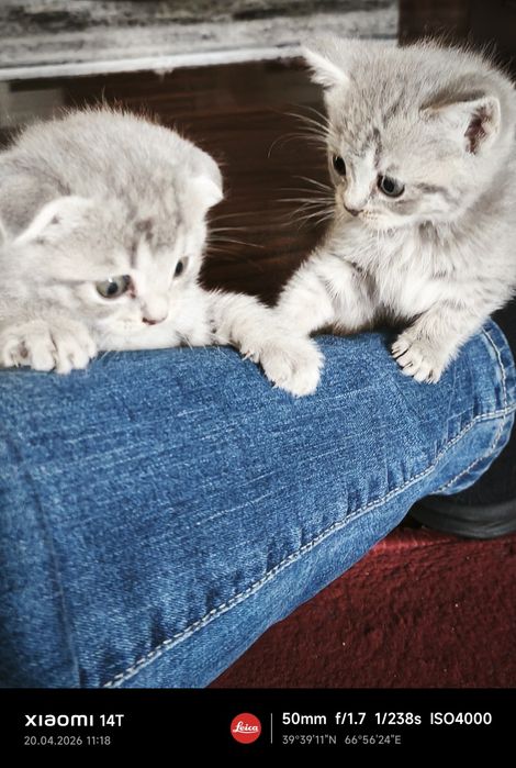 Продаю краткошертые котята скотиш