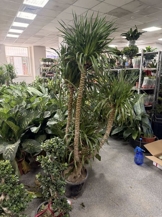 Драцена Драко очень пышная