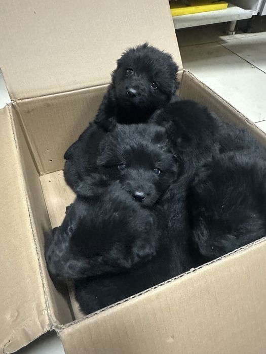 Немецкая овчарка