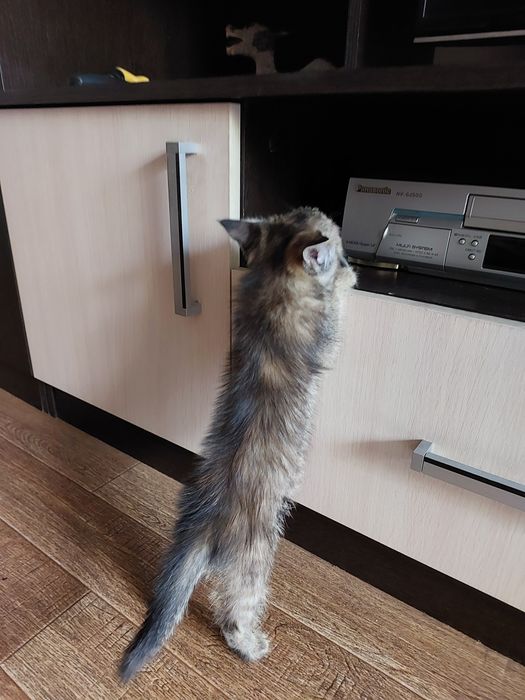Отдам котенка в добрые руки