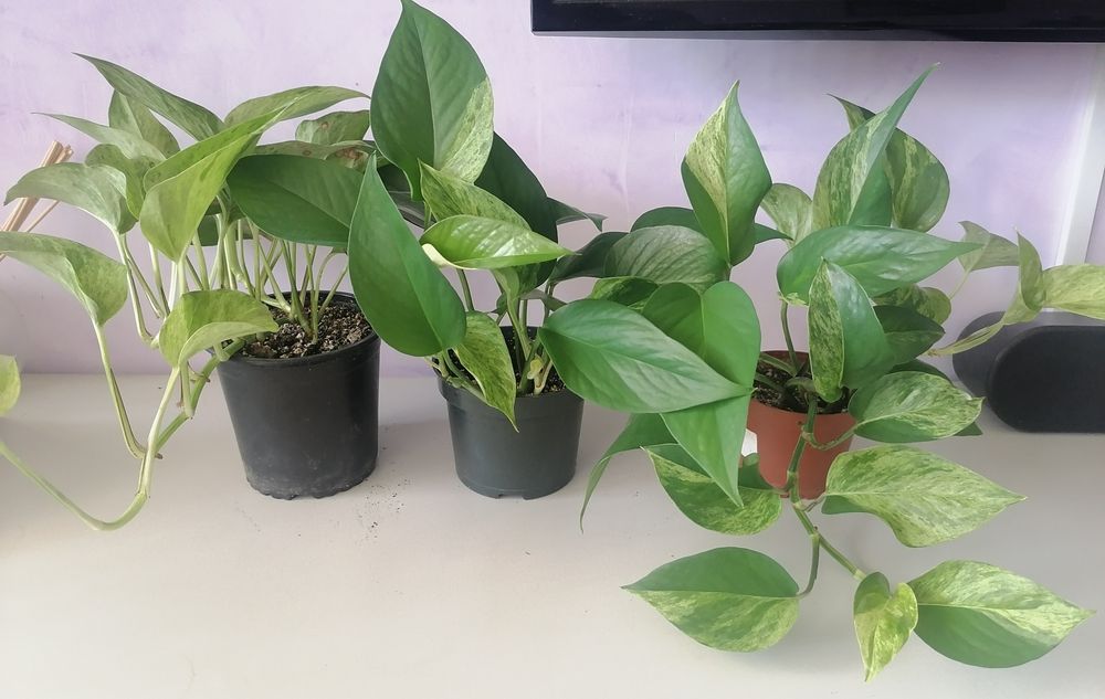 Епипремнум марбъл куин (marble queen)