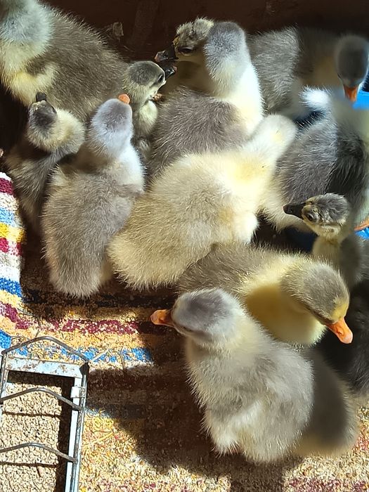 Boboci de gașca de vânzare