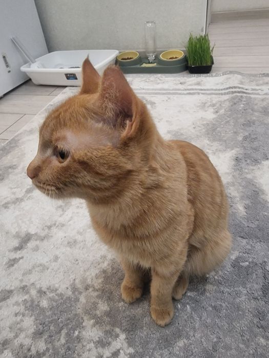 Кот, очень ласковый