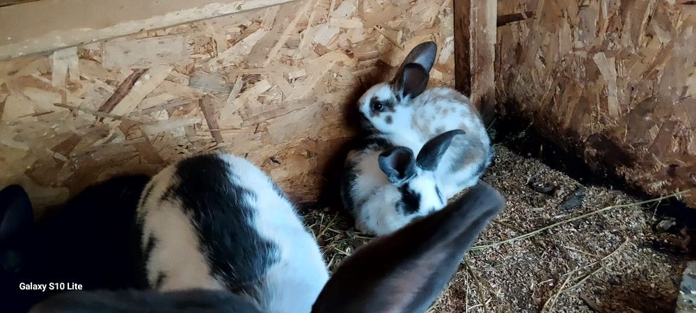 Vând iepurași fluture german