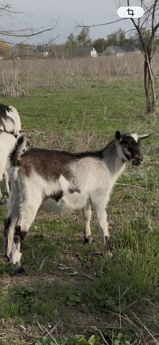Альпийские козлята, мальчики