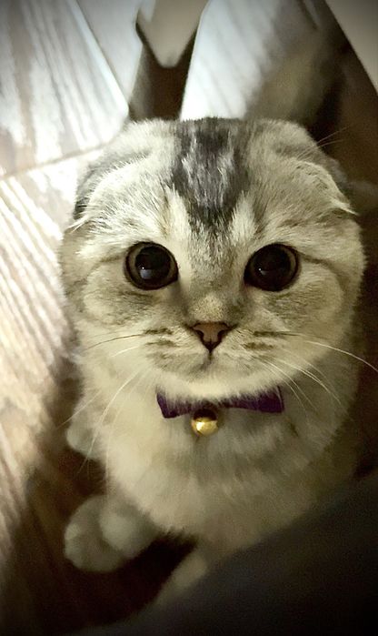 Элитная породистая кошка вислоухая скоттиш фолд серебристая девочка