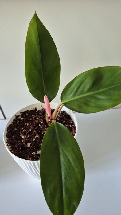 Филодендрон Pink Congo. Аглаонема Pink