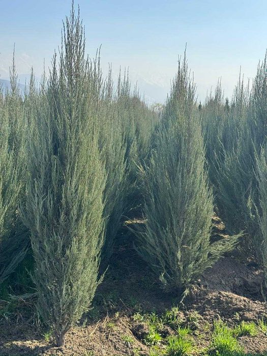 Саженцы Газон Авто полив
