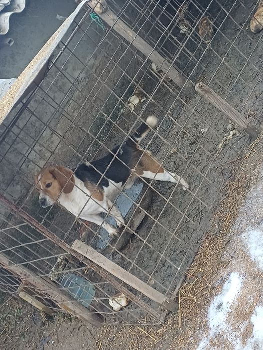 Schimb o perechie de căței bigal cu alte animale