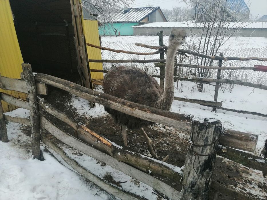 Vand struți africani