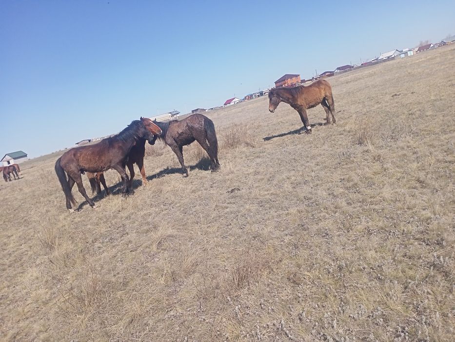 Продам кабылки и жерепчики.