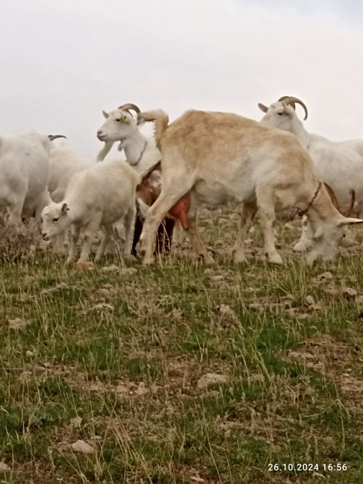 Продажа Зааненских коз.