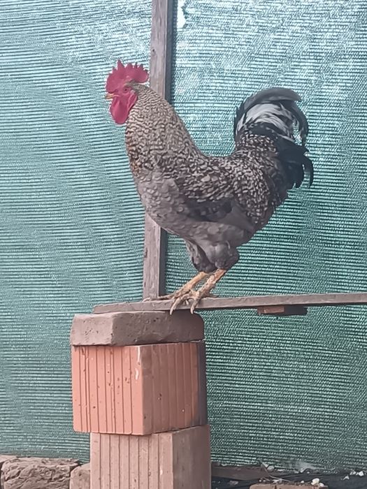 De vânzare Cocos tânăr