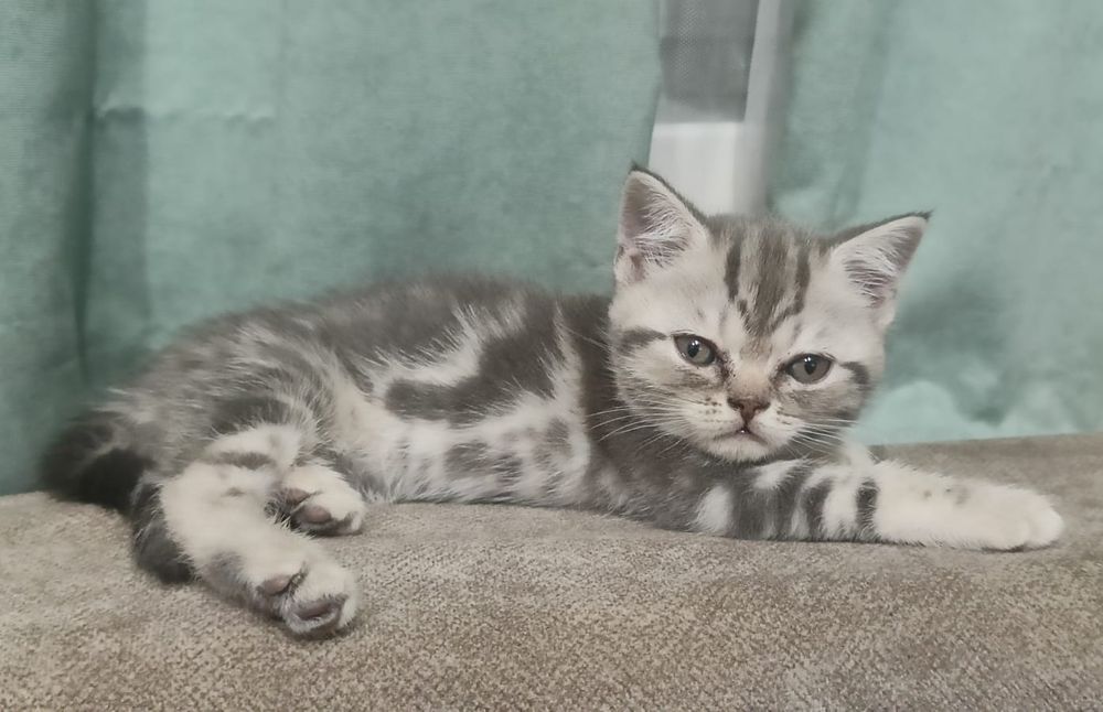 Продам шотландских котят