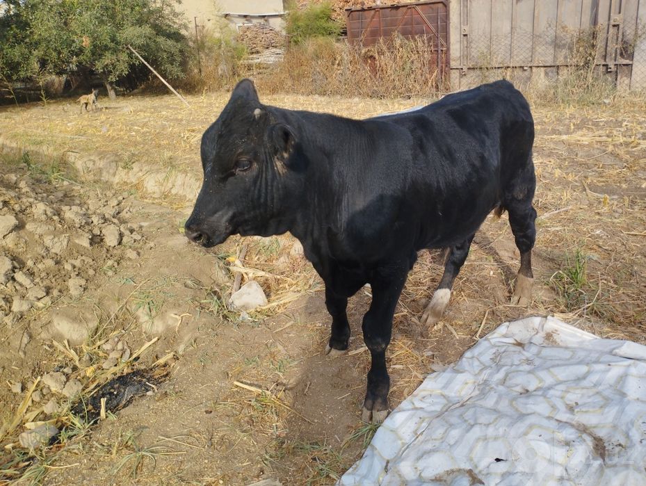 Buqacha Angus 4 oyki